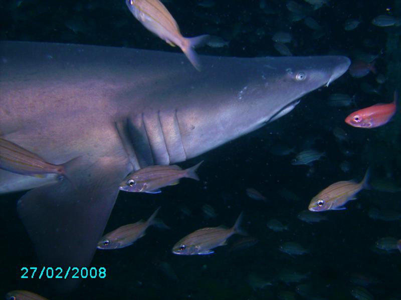 Sandtiger Shark on the Spar