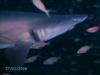 Sandtiger Shark on the Spar