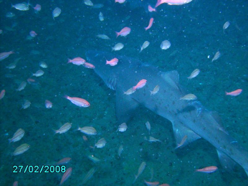 Sandtiger Shark on the Spar