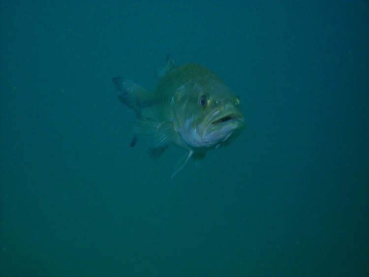 Another Bass...