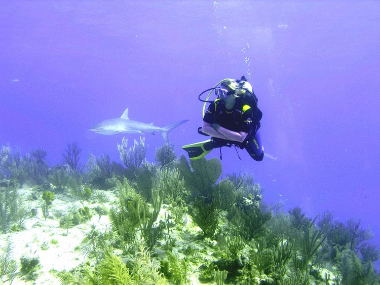 Diving with a reef shark in the Bahamas....Awesome!
