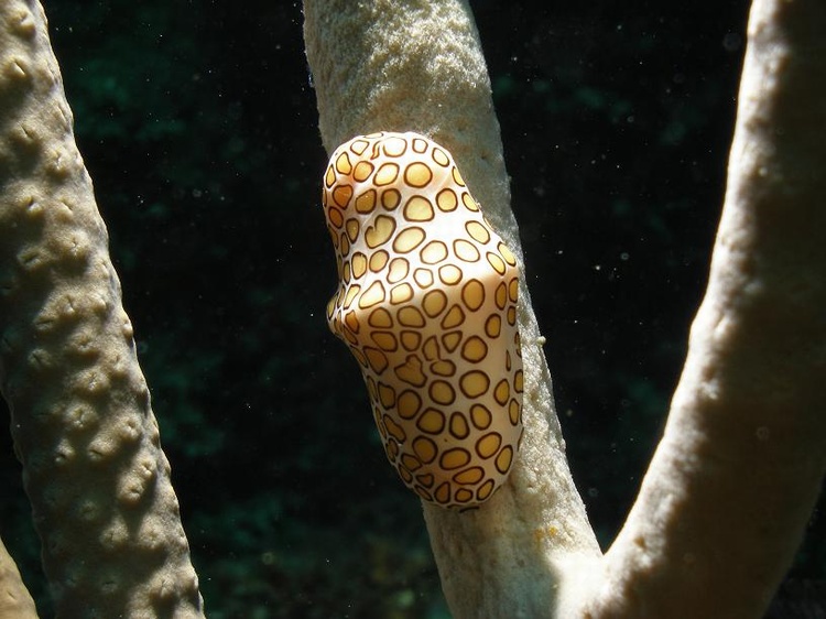 Flamingo Tongue Snail-Roatan 2007