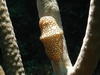 Flamingo Tongue Snail-Roatan 2007