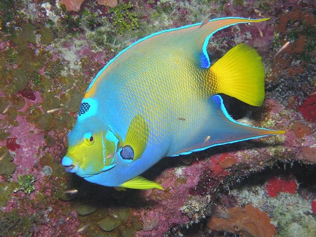 Queen Angel-Cayman 2006