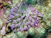 Sea Anemone-Caymans 2006