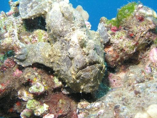 Frog Fish-Maui 2006