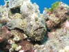 Frog Fish-Maui 2006