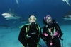Stuart`s Cove Shark Dive