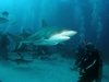 Stuart`s Cove Shark Dive