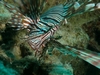 Lion Fish