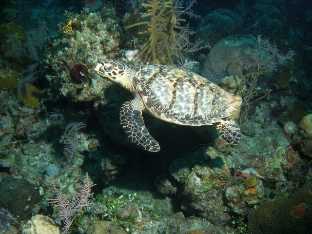 Hawksbill Turtle