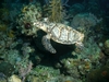 Hawksbill Turtle