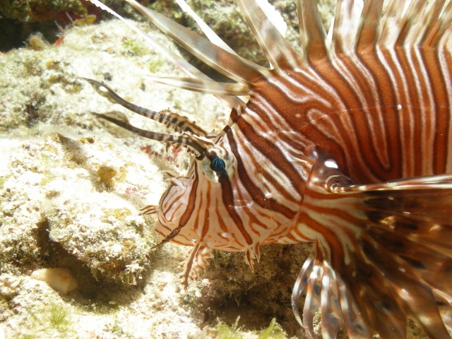 Lion Fish... Again