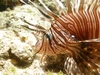 Lion Fish... Again