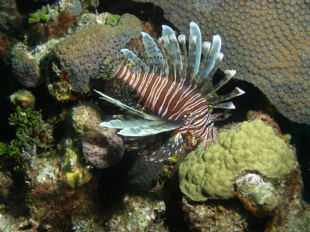 Lion Fish... Yea I liked them!