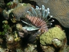 Lion Fish... Yea I liked them!