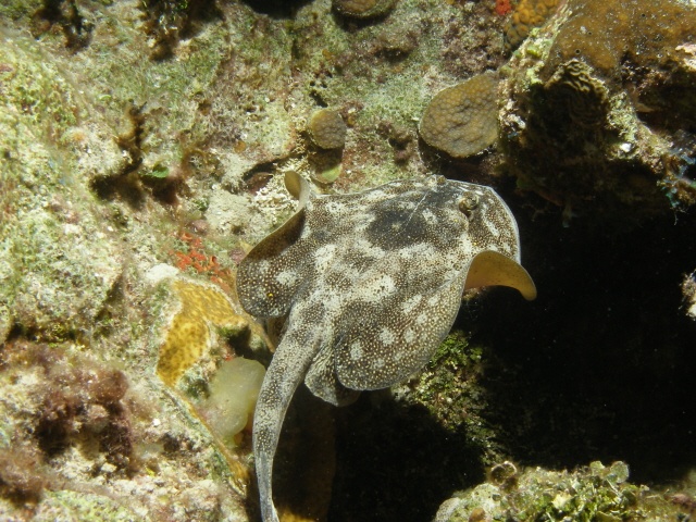 StingRay