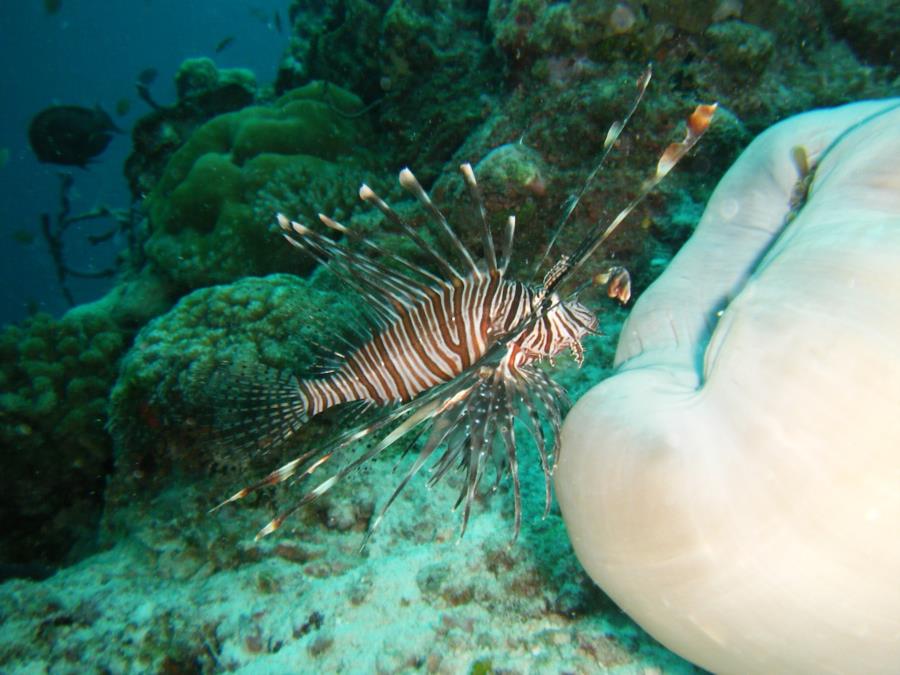 Lion Fish