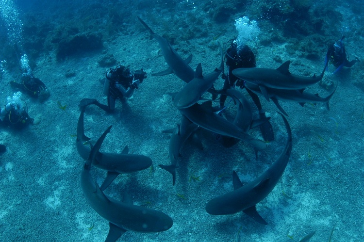 Shark dive from Nassau November 2006
