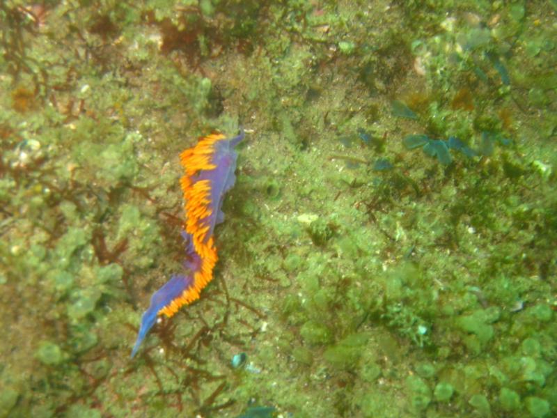 Nudibranch