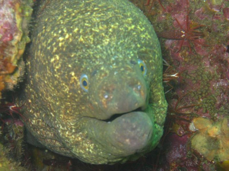 Moray Eel