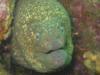 Moray Eel