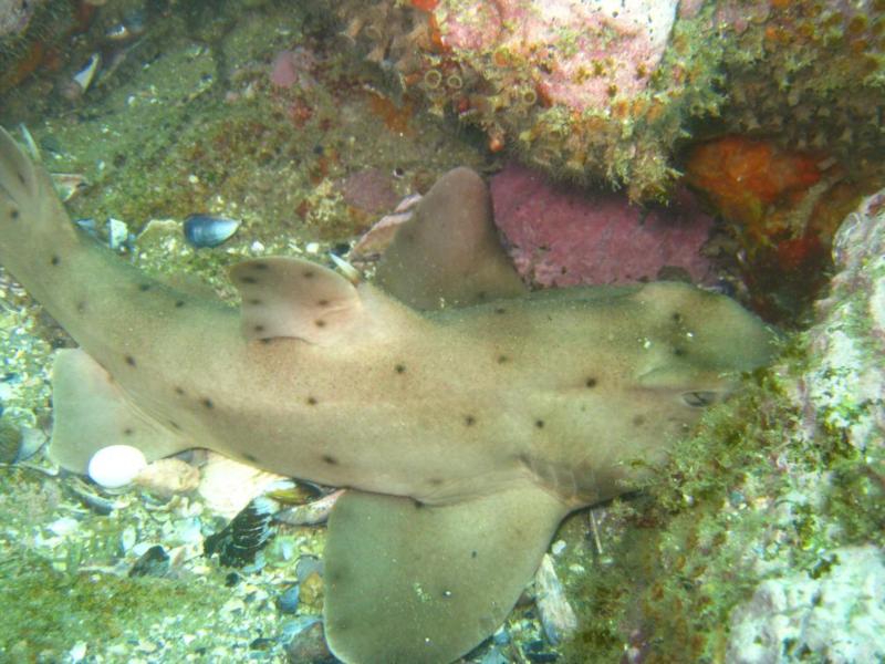 Horn Shark