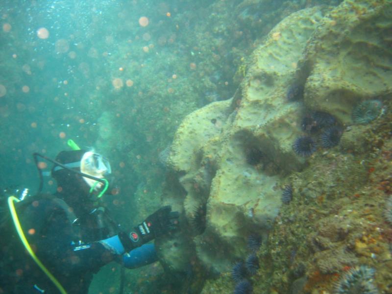 Buddy with big sponge