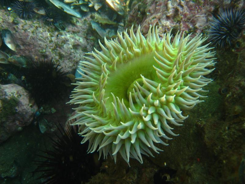 Shaw’s Anenome