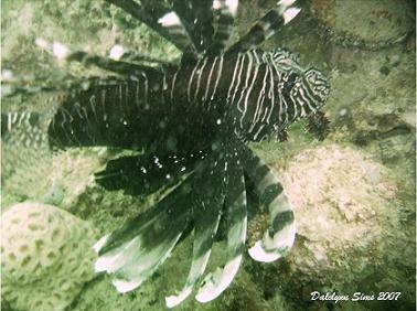 Kuwait Lion Fish