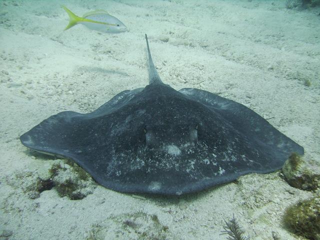 Ray in Key Largo