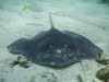 Ray in Key Largo