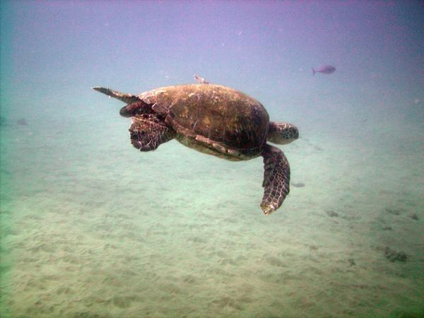 maui