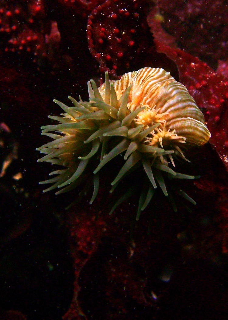 Sea Anemene-Edmonds UW Park