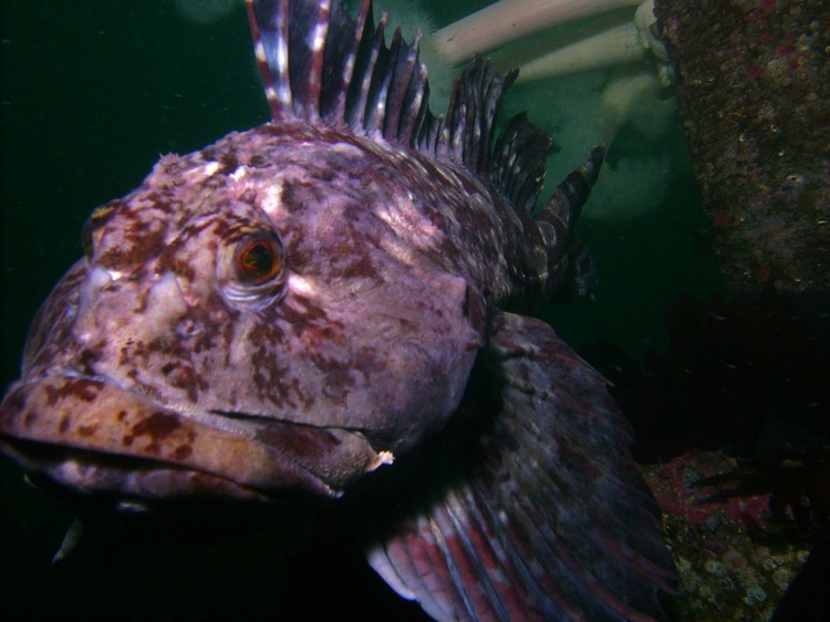 Killer Fish-Edmonds UW Park