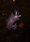 Nudibranch-Canada