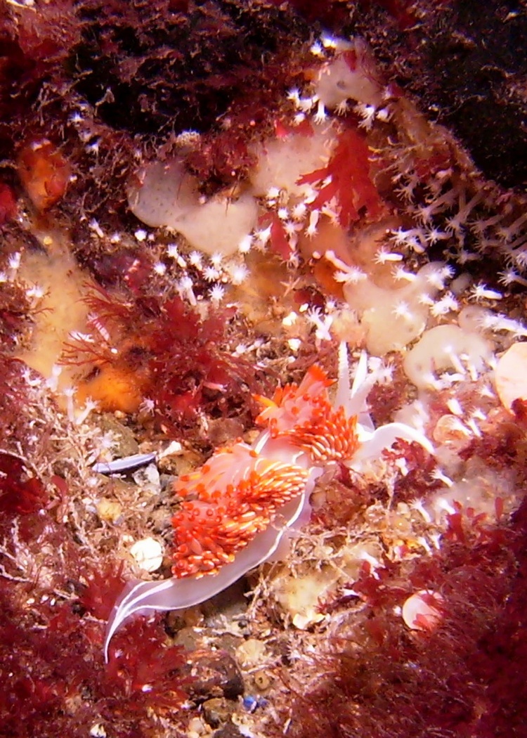 Nudibranch-Canada