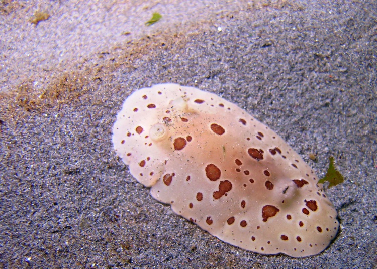 Nudibranch-Edmons UW Park