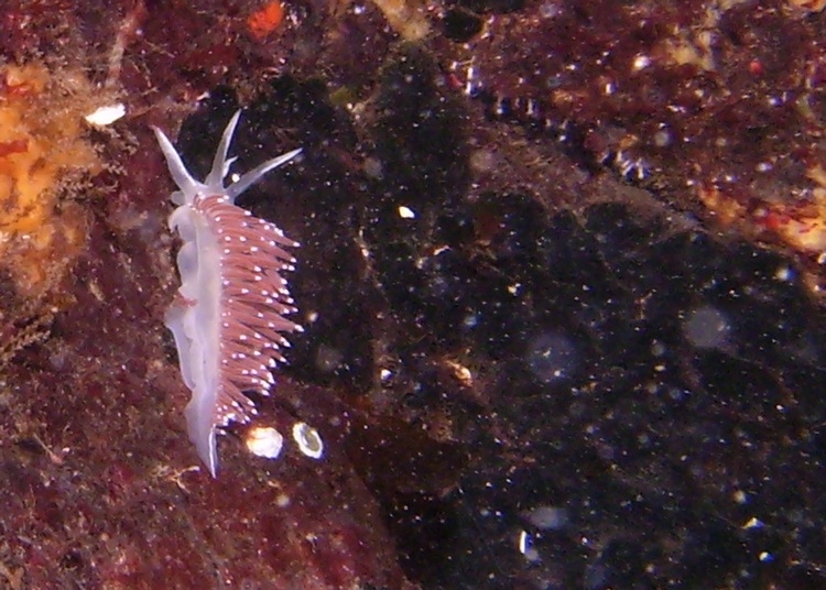 Nudibranch-Canada