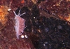 Nudibranch-Canada