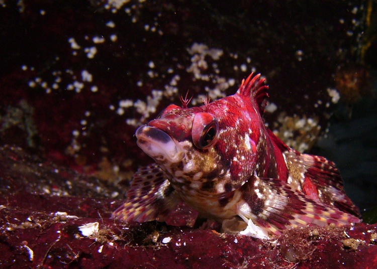 Painted Greenling-Canada