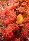 Nudibranch (Anacapa Island)