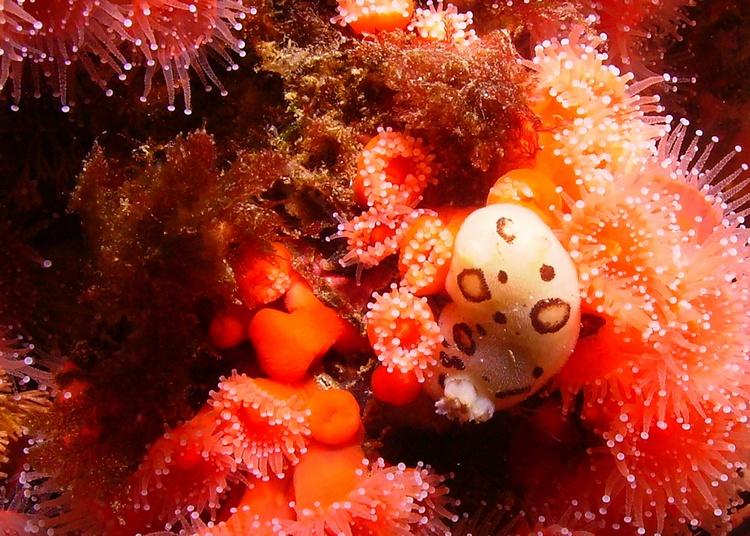 Nudibranch (Anacapa Island)