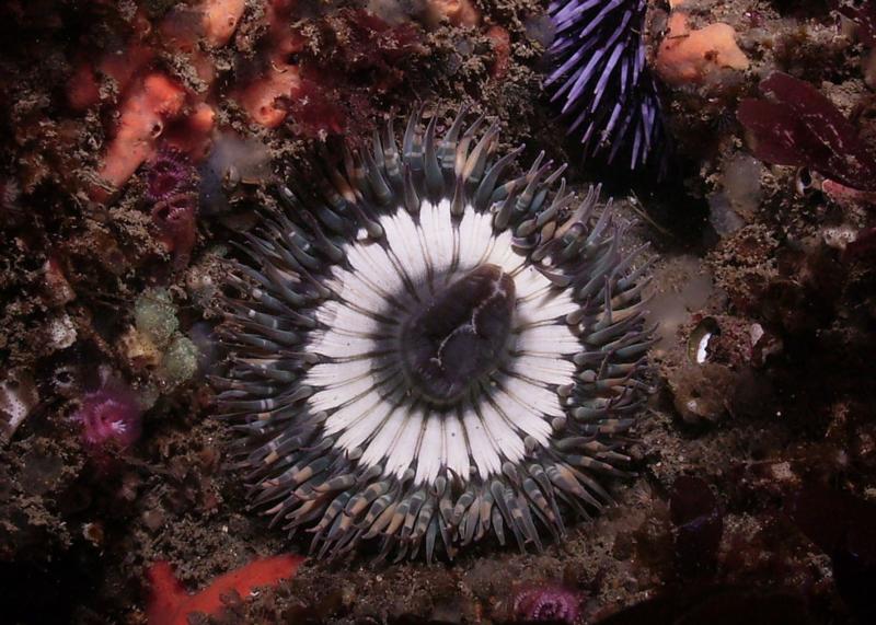 Anemone