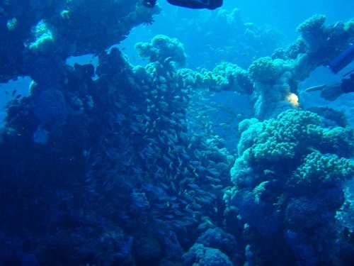 School of fish in Tiran (Red sea)