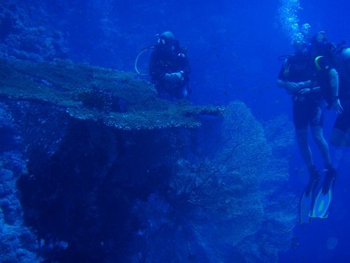 Huge Fan Coral  (Sharm El Sheikh. red sea)