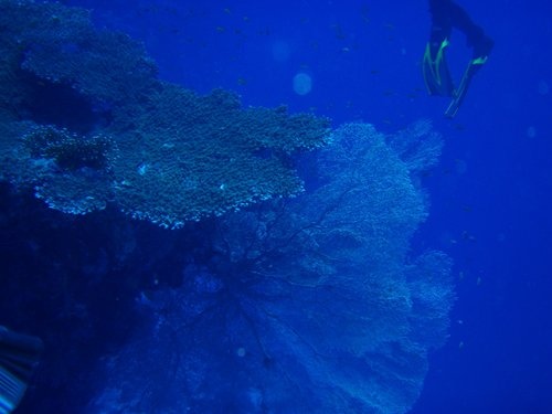Fan coral      