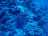 Big turtle (Ras Mohammad  -- Red Sea)