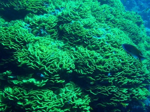 Salad Coral 