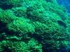 Salad Coral 